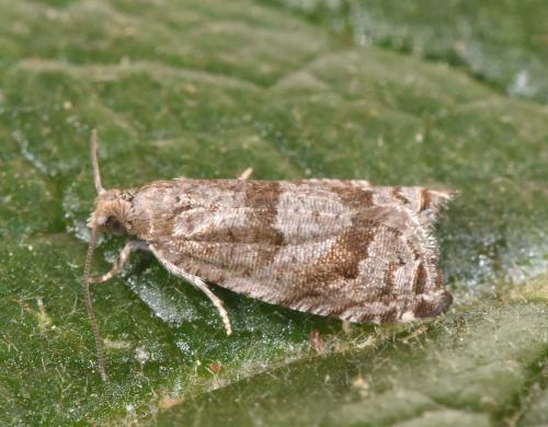 Réf. 317 818 : Rhopobota naevana